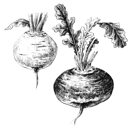 Покрытосеменные растения. Иллюстрация № 7
