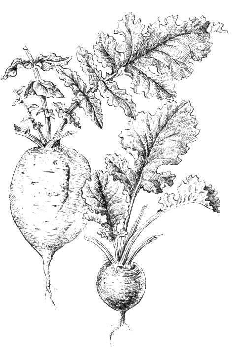 Покрытосеменные растения. Иллюстрация № 9