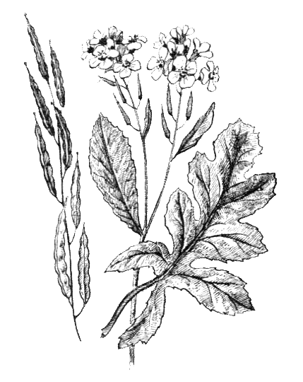 Покрытосеменные растения. Иллюстрация № 11