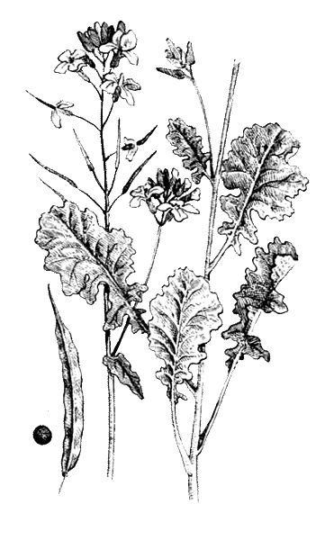 Покрытосеменные растения. Иллюстрация № 12