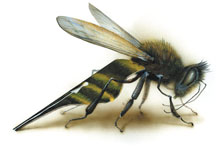 Пчела. Иллюстрация № 1