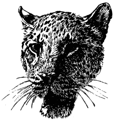 Леопард из Рудрапраяга. Иллюстрация № 1