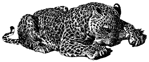 Леопард из Рудрапраяга. Иллюстрация № 4
