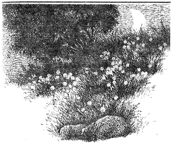 Соловей и цветы. Иллюстрация № 1