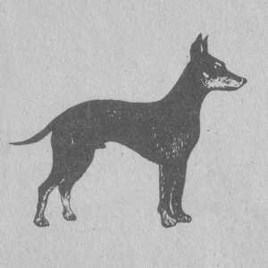 Моя дорогая собака. Настольная книга начинающего собаковода. Иллюстрация № 5