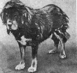 Отечественные породы служебных собак азиатского происхождения. Иллюстрация № 1