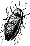 Жизнь насекомых. Рассказы энтомолога. Иллюстрация № 502