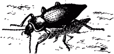 Жизнь насекомых. Рассказы энтомолога. Иллюстрация № 505