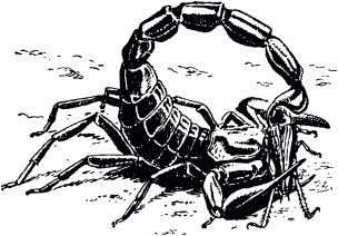 Жизнь насекомых. Рассказы энтомолога. Иллюстрация № 509