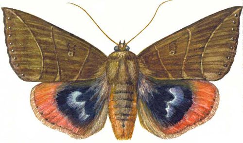 Большая ба. Пухокрылая совка. Маленькие совки д.Востока - бабочки. Рисунок совка. Бабочка совка фото.