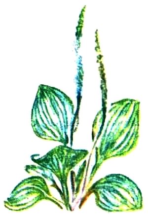 Учитель ботаники, или Разговор с растениями. Иллюстрация № 4