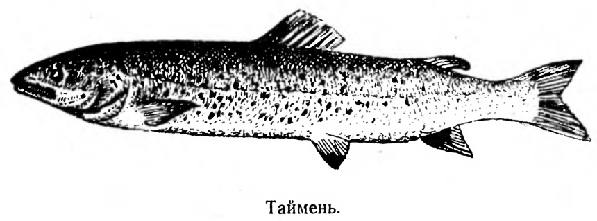 Водоемы и рыбы Забайкалья. Иллюстрация № 1