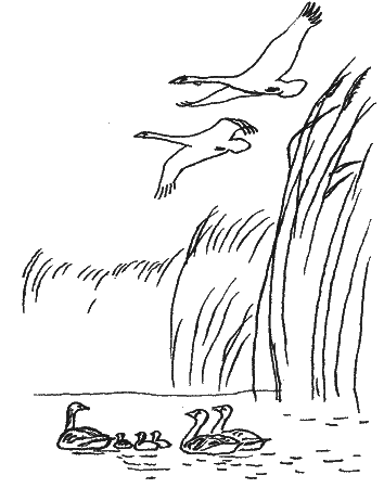 Природа донского края. Иллюстрация № 1