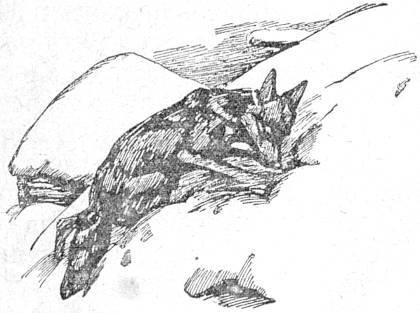 Белолобый. Иллюстрация № 3