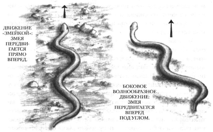 Скорость движения змей. Способы передвижения змеи. Змея способ передвижения. Как передвигается змея. Схема передвижения змеи.