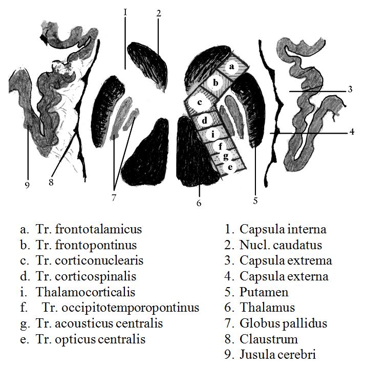Клиническая неврология. Иллюстрация № 1