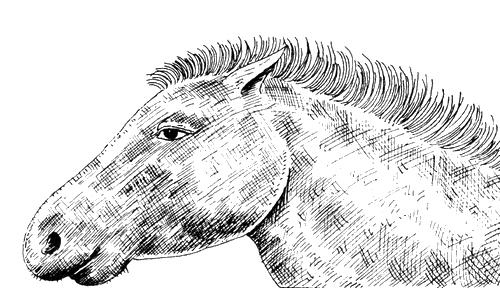 История лошади в истории человечества . Иллюстрация № 2