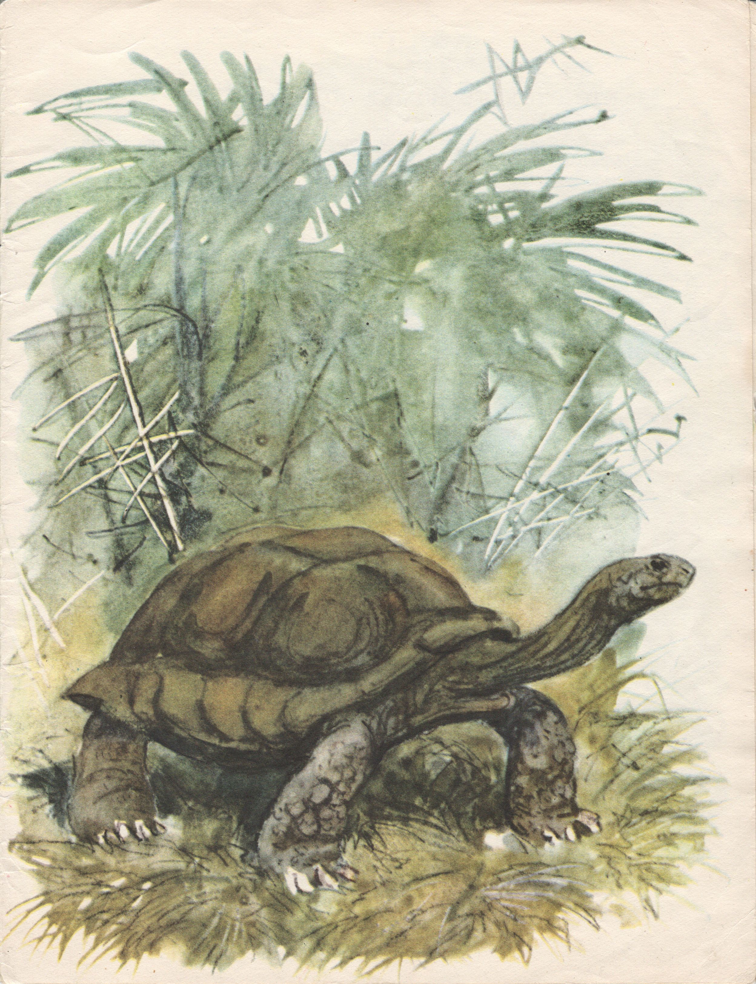 Сколько живёт черепаха. Иллюстрация № 13