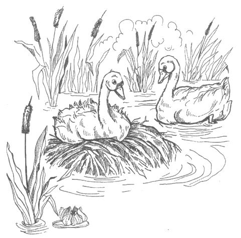 Сурма лебедя . Иллюстрация № 3
