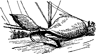 Юбилейный кит. Иллюстрация № 7